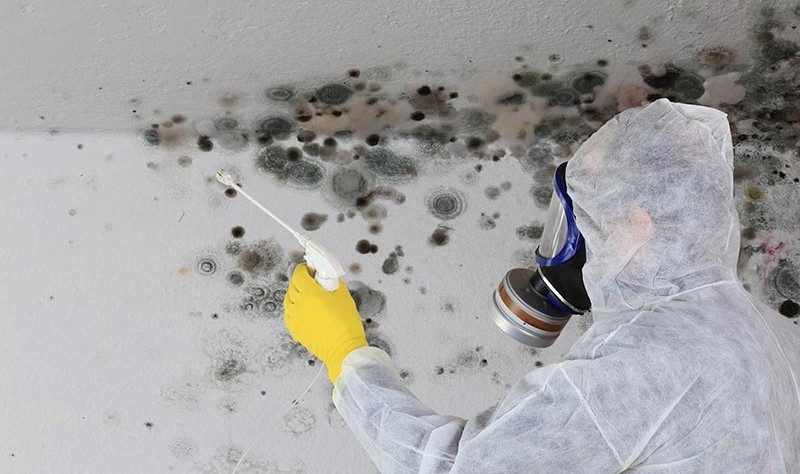 When To Hire Mold Remediation Services