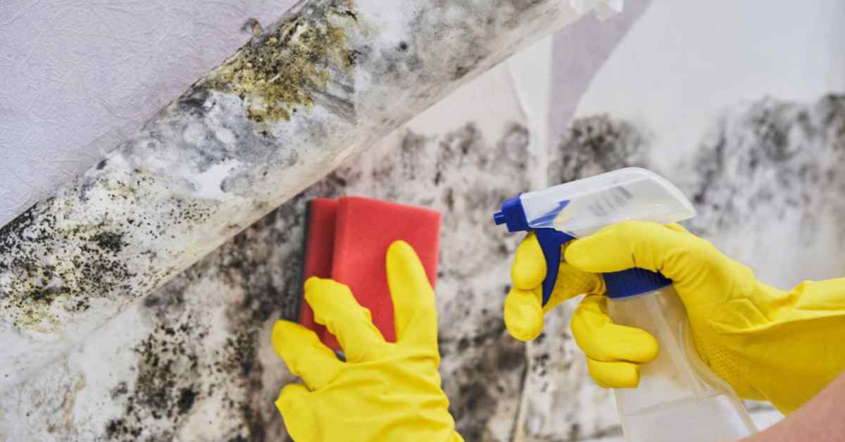 Effective Mould Remediation Tips for Homeowners